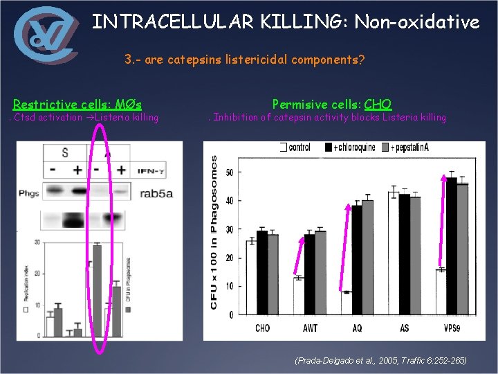 INTRACELLULAR KILLING: Non-oxidative 3. - are catepsins listericidal components? Restrictive cells: MØs . Ctsd