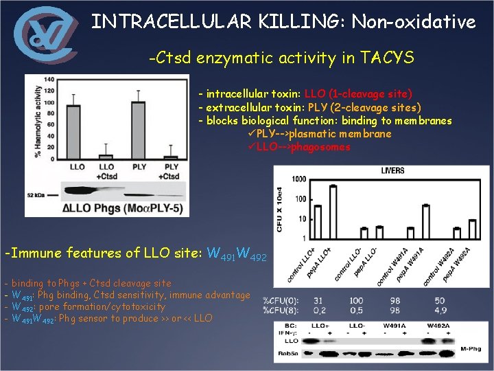 INTRACELLULAR KILLING: Non-oxidative -Ctsd enzymatic activity in TACYS - intracellular toxin: LLO (1 -cleavage