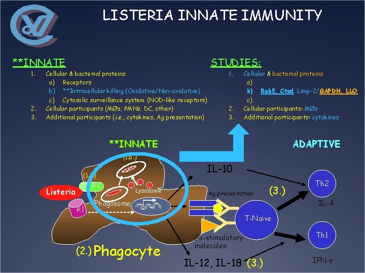 LISTERIA INNATE IMMUNITY **INNATE 2. 3. Cellular & bacterial proteins a) Receptors b) **Intracellular