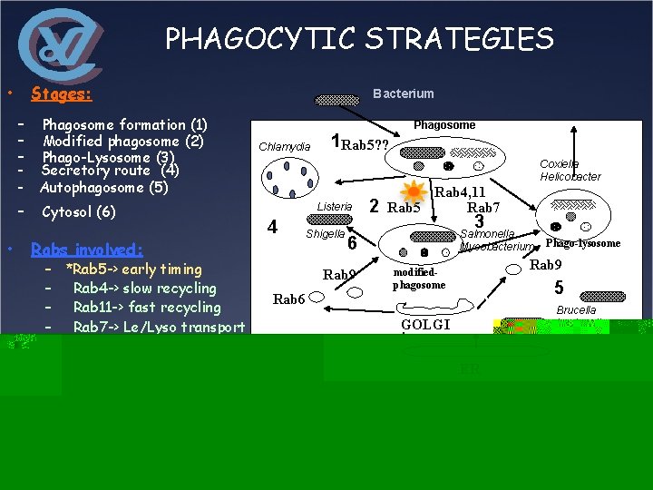 PHAGOCYTIC STRATEGIES • Stages: - - • Phagosome formation (1) Modified phagosome (2) Phago-Lysosome