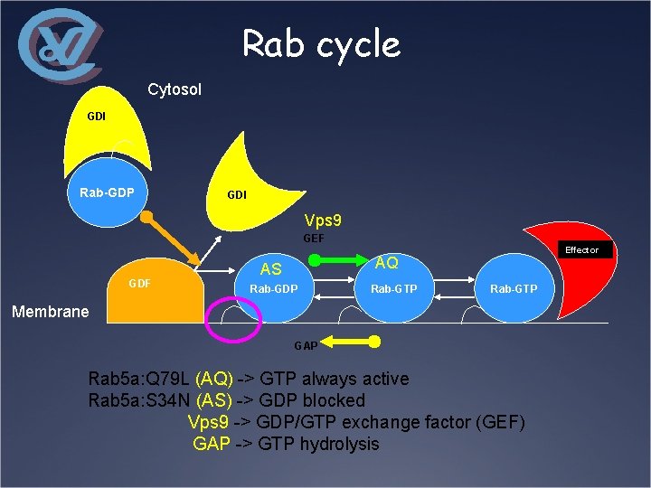 Rab cycle Cytosol GDI Rab-GDP GDI Vps 9 GEF GDF Effector AQ AS Rab-GDP