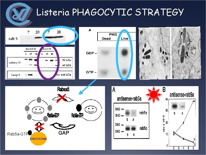 Listeria PHAGOCYTIC STRATEGY GAP Rab 5 a-GTP ENDOSOMA 