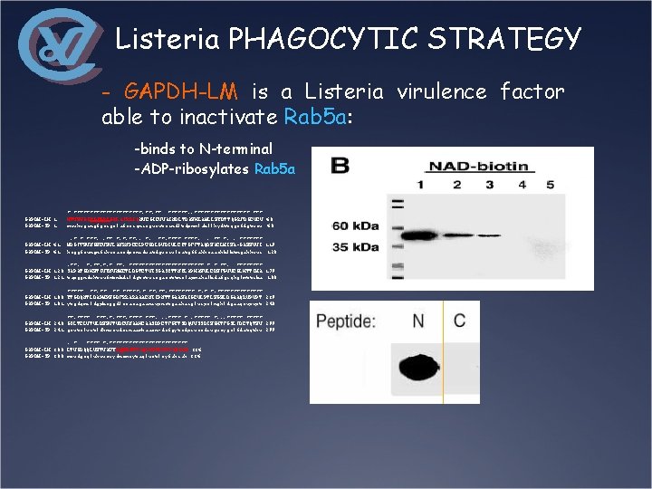 Listeria PHAGOCYTIC STRATEGY - GAPDH-LM is a Listeria virulence factor able to inactivate Rab