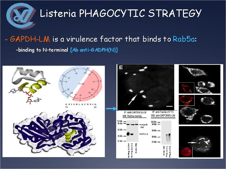 Listeria PHAGOCYTIC STRATEGY - GAPDH-LM is a virulence factor that binds to Rab 5