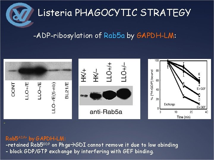 Listeria PHAGOCYTIC STRATEGY -ADP-ribosylation of Rab 5 a by GAPDH-LM: - Rab 5 ADPr