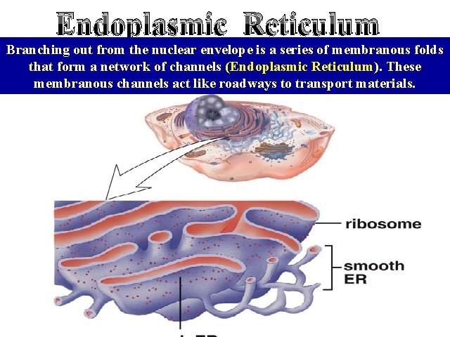 Endoplasmic Reticulum Branching out from the nuclear envelope is a series of membranous folds Endoplasmic Reticulum Branching out from the nuclear envelope is a series of membranous folds