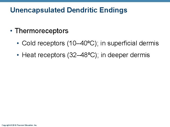 Unencapsulated Dendritic Endings • Thermoreceptors • Cold receptors (10– 40ºC); in superficial dermis •