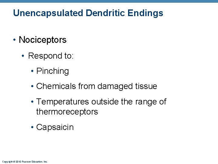 Unencapsulated Dendritic Endings • Nociceptors • Respond to: • Pinching • Chemicals from damaged