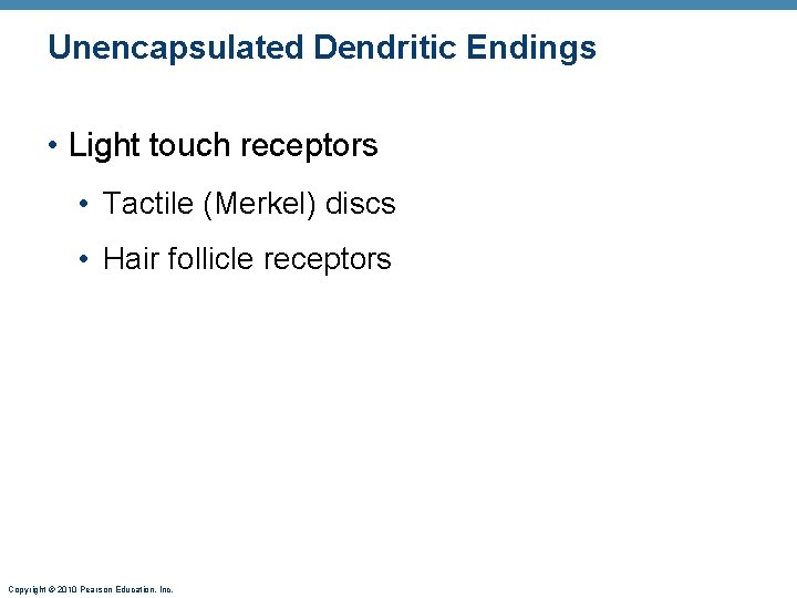Unencapsulated Dendritic Endings • Light touch receptors • Tactile (Merkel) discs • Hair follicle