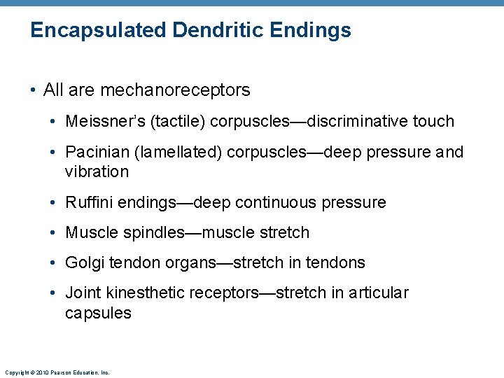 Encapsulated Dendritic Endings • All are mechanoreceptors • Meissner’s (tactile) corpuscles—discriminative touch • Pacinian