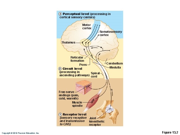 Perceptual level (processing in cortical sensory centers) 3 Motor cortex Somatosensory cortex Thalamus Reticular