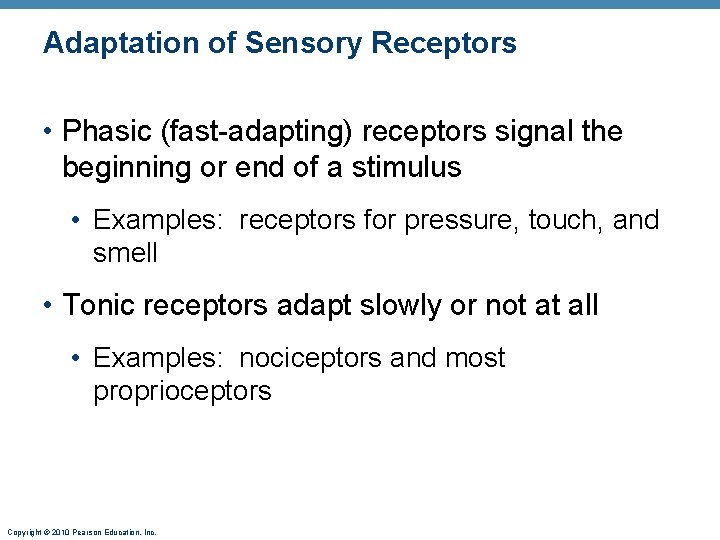 Adaptation of Sensory Receptors • Phasic (fast-adapting) receptors signal the beginning or end of