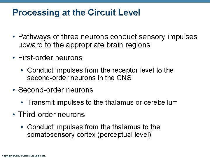 Processing at the Circuit Level • Pathways of three neurons conduct sensory impulses upward