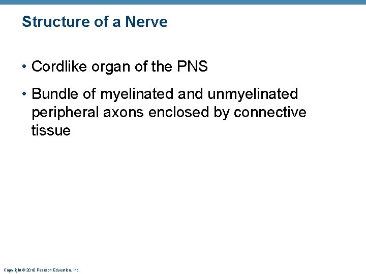 Structure of a Nerve • Cordlike organ of the PNS • Bundle of myelinated