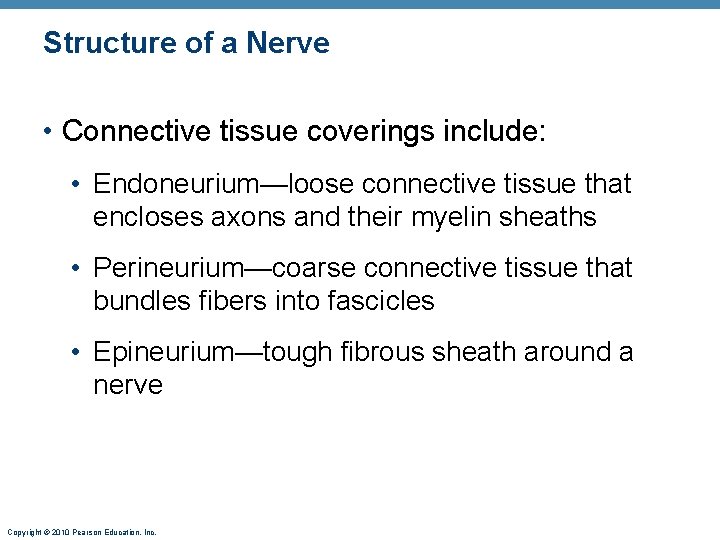 Structure of a Nerve • Connective tissue coverings include: • Endoneurium—loose connective tissue that