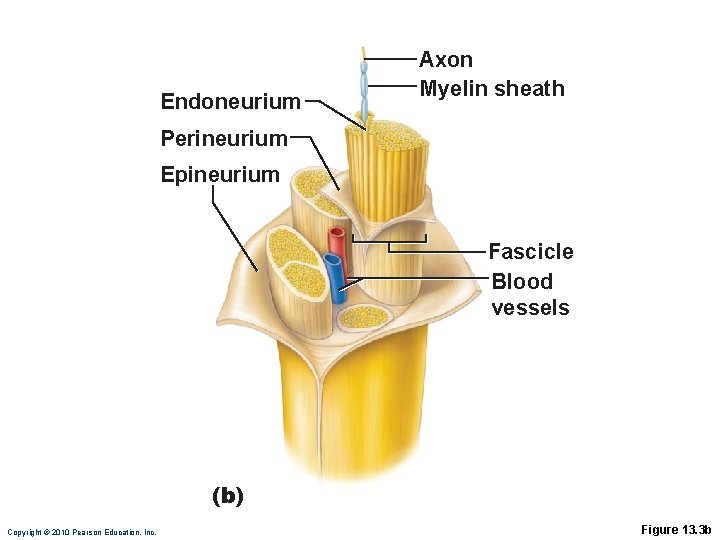 Endoneurium Axon Myelin sheath Perineurium Epineurium Fascicle Blood vessels (b) Copyright © 2010 Pearson