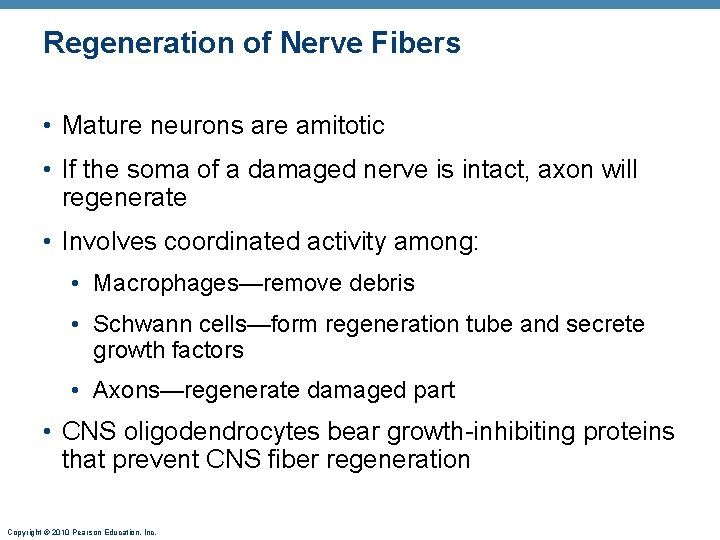 Regeneration of Nerve Fibers • Mature neurons are amitotic • If the soma of