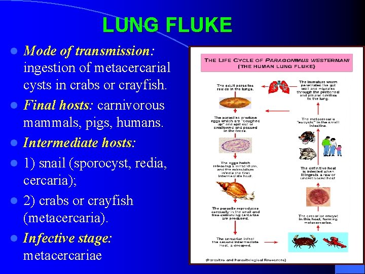 LUNG FLUKE l l l Mode of transmission: ingestion of metacercarial cysts in crabs