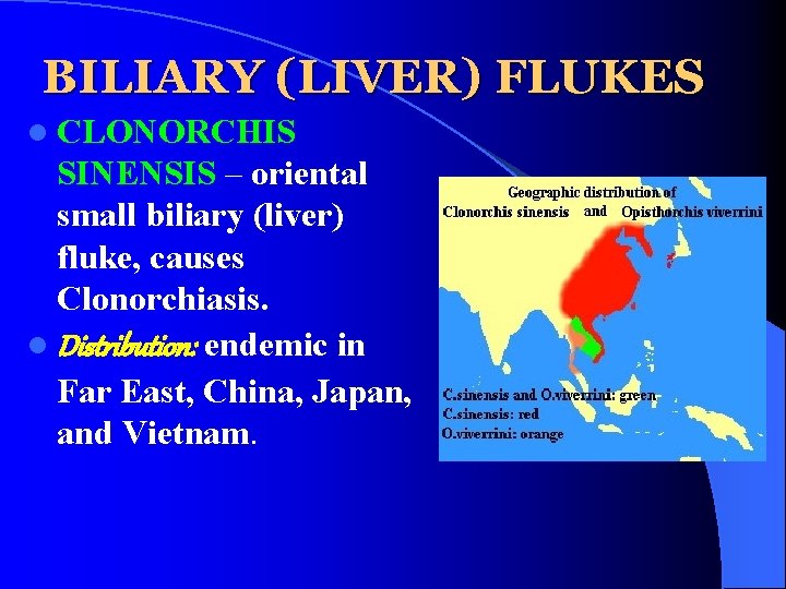 BILIARY (LIVER) FLUKES l CLONORCHIS SINENSIS – oriental small biliary (liver) fluke, causes Clonorchiasis.