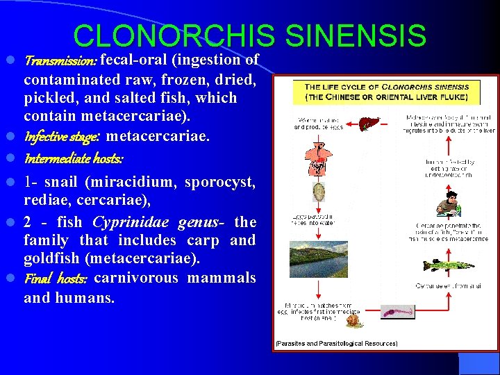 l CLONORCHIS SINENSIS Transmission: fecal-oral (ingestion of contaminated raw, frozen, dried, pickled, and salted
