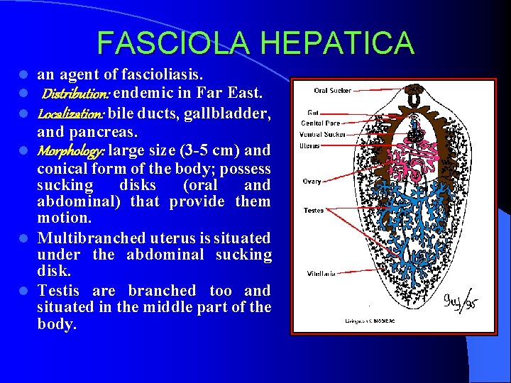 FASCIOLA HEPATICA an agent of fascioliasis. Distribution: endemic in Far East. Localization: bile ducts,