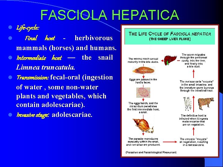 FASCIOLA HEPATICA l Life-cycle: Final host - herbivorous mammals (horses) and humans. l Intermediate
