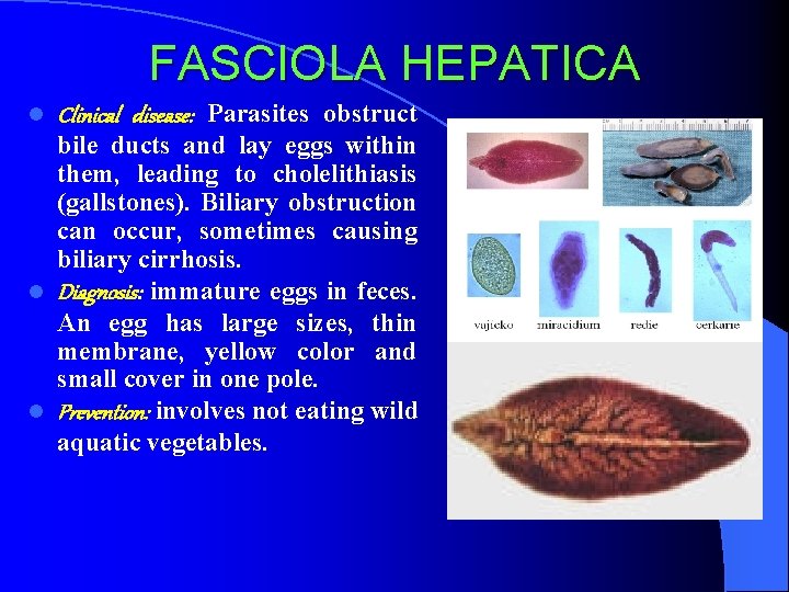 FASCIOLA HEPATICA l Clinical disease: Parasites obstruct bile ducts and lay eggs within them,