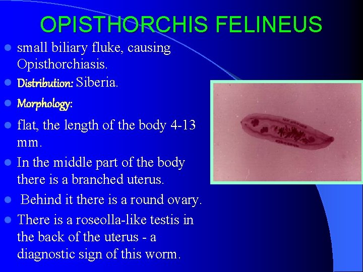 OPISTHORCHIS FELINEUS small biliary fluke, causing Opisthorchiasis. l Distribution: Siberia. l Morphology: l flat,