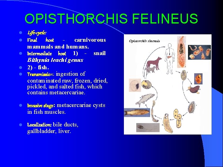 OPISTHORCHIS FELINEUS l l Life-cycle: l Invasive stage: metacercariae cysts in fish muscles. l