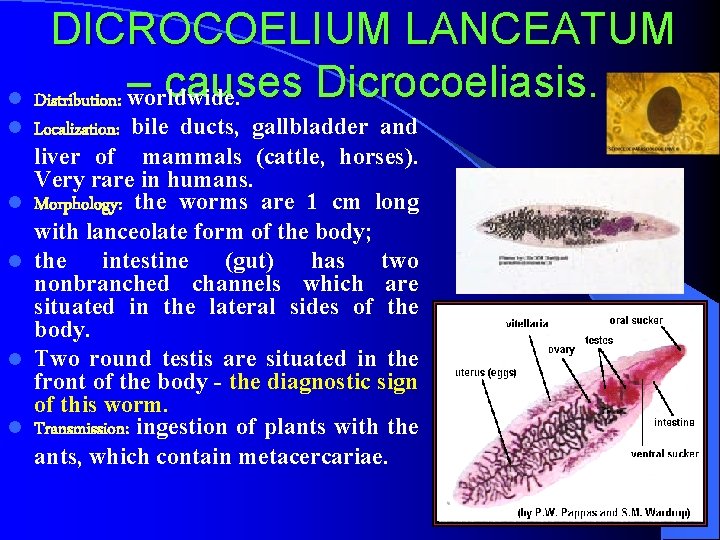 DICROCOELIUM LANCEATUM causes Dicrocoeliasis. l Distribution: – worldwide. l l l Localization: bile ducts,