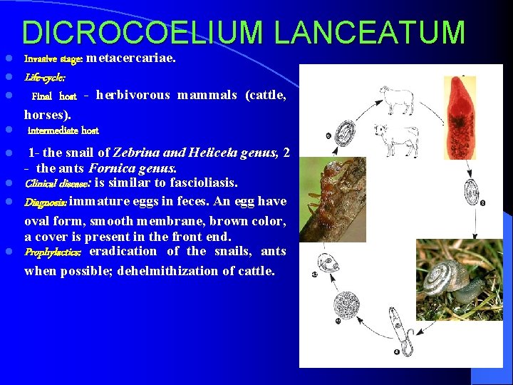 l l DICROCOELIUM LANCEATUM Invasive stage: metacercariae. Life-cycle: Final host - herbivorous mammals (cattle,