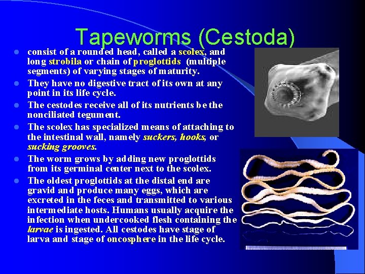 l l l Tapeworms (Cestoda) consist of a rounded head, called a scolex, and