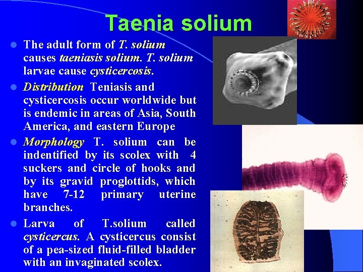 Taenia solium The adult form of T. solium causes taeniasis solium. T. solium larvae