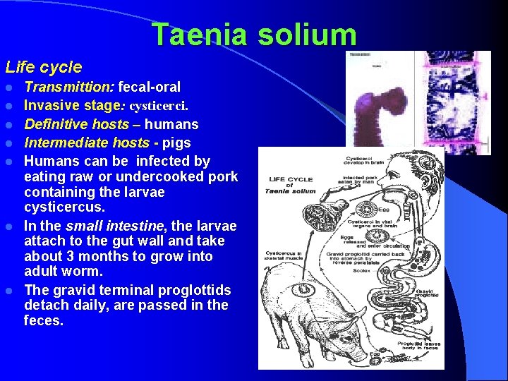 Taenia solium Life cycle l l l l Transmittion: fecal-oral Invasive stage: cysticerci. Definitive