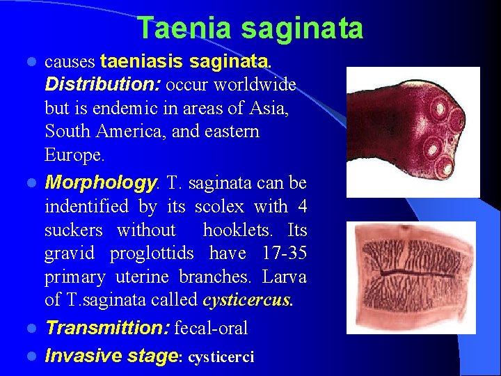 Taenia saginata causes taeniasis saginata. Distribution: occur worldwide but is endemic in areas of