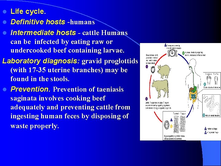 Life cycle. l Definitive hosts -humans l Intermediate hosts - cattle Humans can be