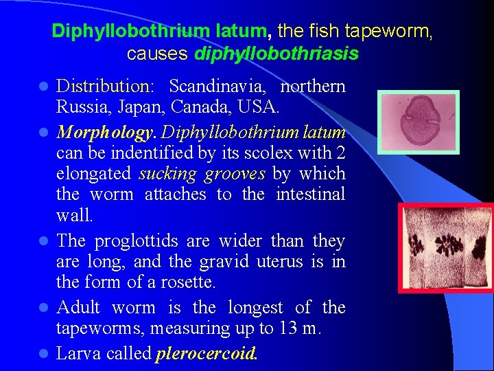 Diphyllobothrium latum, the fish tapeworm, causes diphyllobothriasis l l l Distribution: Scandinavia, northern Russia,