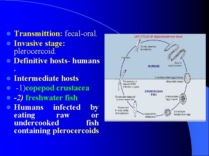 l l l l Transmittion: fecal-oral. Invasive stage: plerocercoid. Definitive hosts- humans. Intermediate hosts