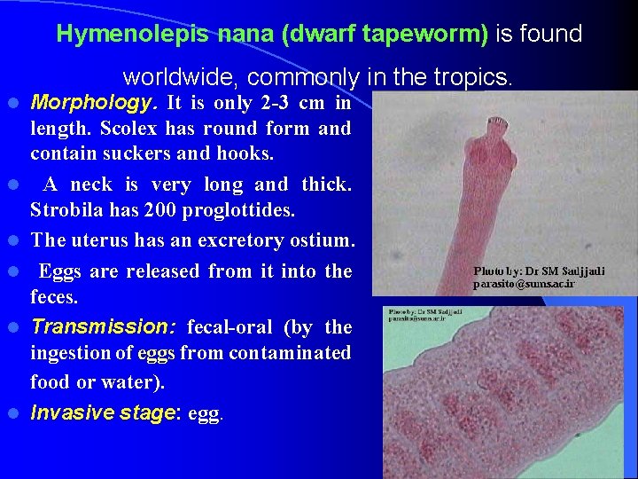 Hymenolepis nana (dwarf tapeworm) is found worldwide, commonly in the tropics. l l l