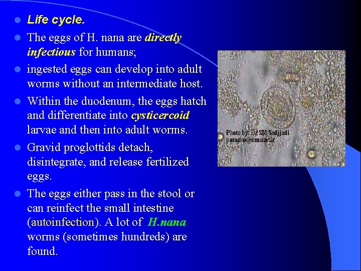 l l l Life cycle. The eggs of H. nana are directly infectious for