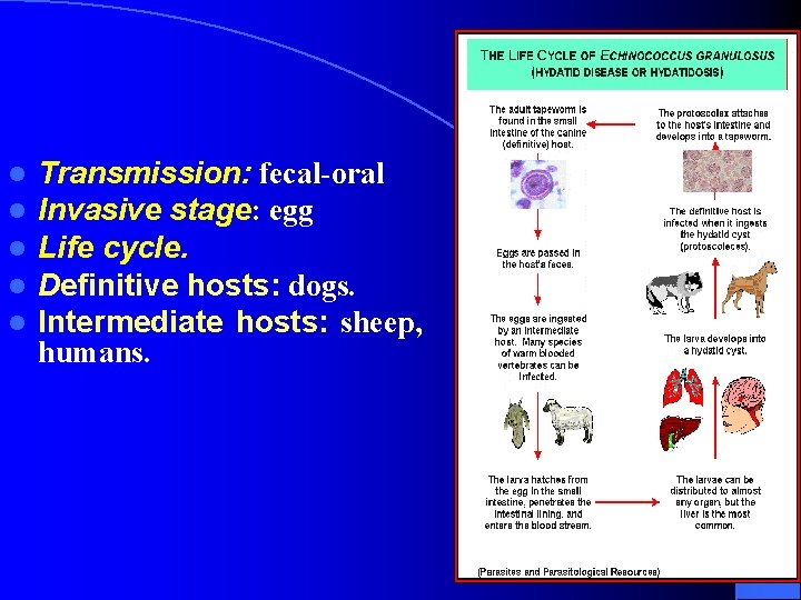 l l l Transmission: fecal-oral Invasive stage: egg Life cycle. Definitive hosts: dogs. Intermediate