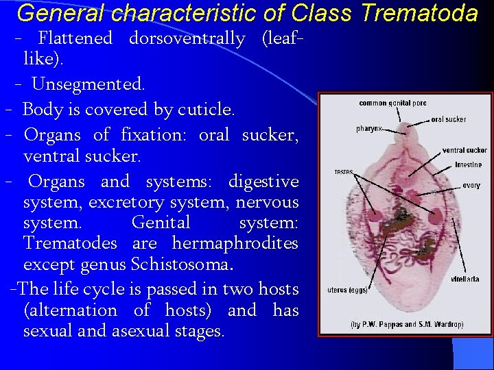 General characteristic of Class Trematoda - Flattened dorsoventrally (leaflike). - Unsegmented. - Body is