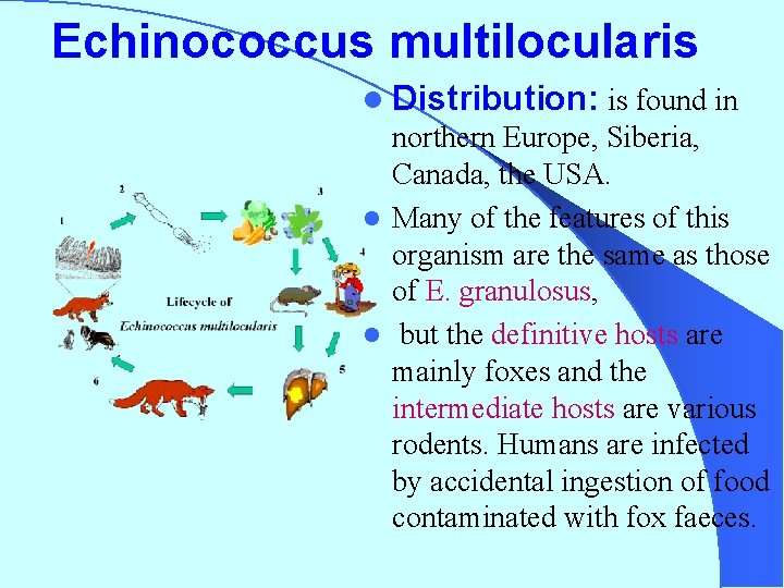 Echinococcus multilocularis l Distribution: is found in northern Europe, Siberia, Canada, the USA. l