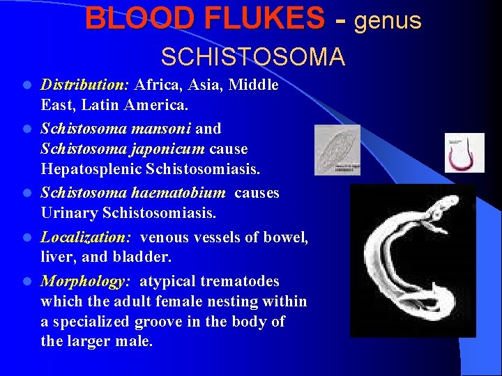 BLOOD FLUKES - genus SCHISTOSOMA l l l Distribution: Africa, Asia, Middle East, Latin