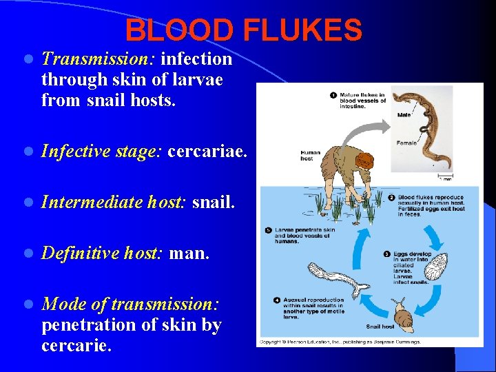 BLOOD FLUKES l Transmission: infection through skin of larvae from snail hosts. l Infective