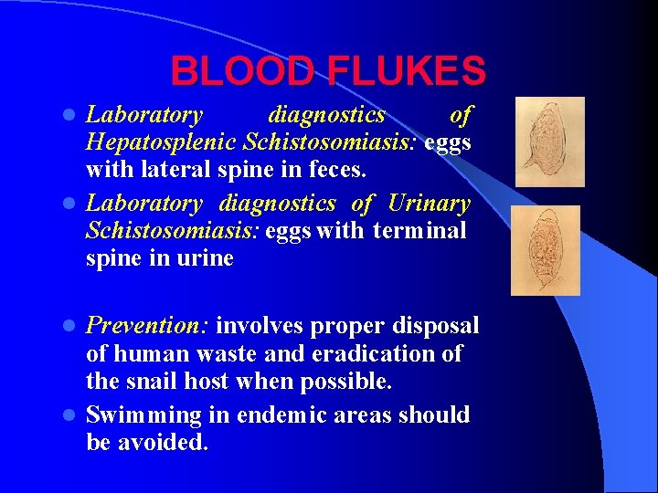 BLOOD FLUKES Laboratory diagnostics of Hepatosplenic Schistosomiasis: eggs with lateral spine in feces. l