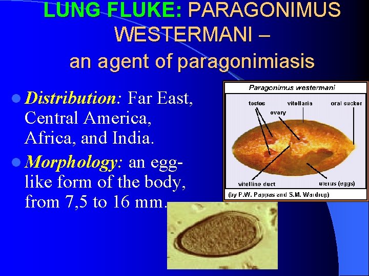 LUNG FLUKE: PARAGONIMUS WESTERMANI – an agent of paragonimiasis l Distribution: Far East, Central