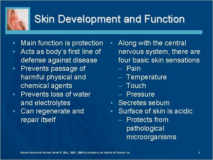 Skin Development and Function • Main function is protection • Along with the central