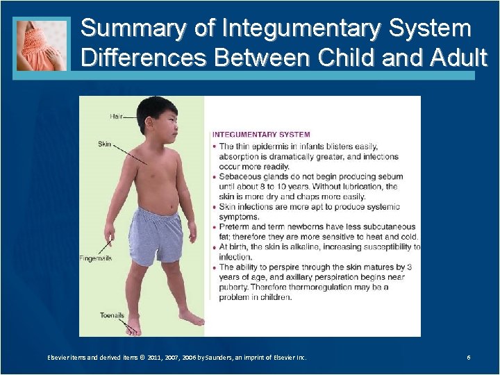 Summary of Integumentary System Differences Between Child and Adult Elsevier items and derived items