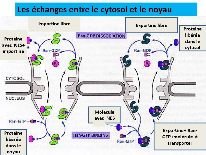 Les échanges entre le cytosol et le noyau Importine libre Exportine libre Protéine avec